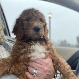 Bernedoodle and Goldendoodle Puppies from Heartfelt GoldenDoodles