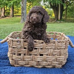 Huck - Brown male Bernedoodle puppy in Russell Springs, Kentucky from 270 Doodles
