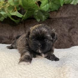 Iris - Brindle female Shih Tzu puppy in Sharon, Pennsylvania from Keystone Danes and Shih tzus