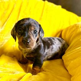 Grillmaster - Dapple male Dachshund puppy in Austin, Texas from Duchess Daphne's Doxie Empire