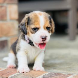 Lola - Black tan and white female Beagle puppy in Mansfield, Missouri from Rippee Creek Kennel