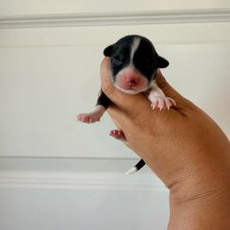 Boone - Black and tan male Pembroke Welsh Corgi puppy in Red Bluff, California from Wilder Ranch Corgis