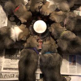 Swedish Vallhunds from Beidelyn Swedish Vallhunds