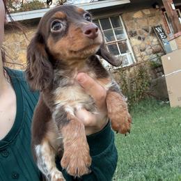 Pumpkin - Piebald female Dachshund puppy in Hawley, Texas from Little e Dachshunds