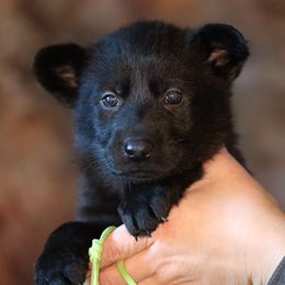 Oakley - Black female German Shepherd puppy in Augusta, West Virginia from Vom Haus Highlands