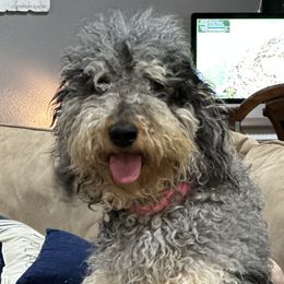 Nova - Bernedoodle