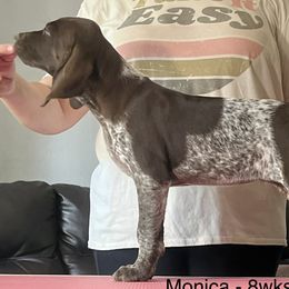 Monica - German Shorthaired Pointer puppy in Walford, Iowa from Wild Rose GSP's