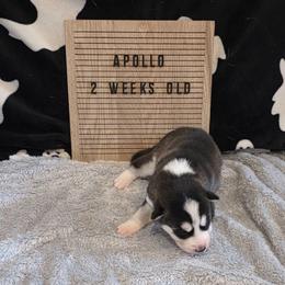 Apollo - Black and white male Siberian Husky puppy in Brunswick, Ohio from Blue Star Siberians