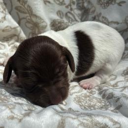 Stella Parton - Piebald female Dachshund puppy in Dobson, North Carolina from Oakleys Dachshund Haven