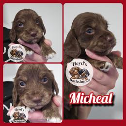 Micheal - Chocolate and cream male Dachshund puppy in Hoquiam, Washington from Heyd's Mini Dachshunds