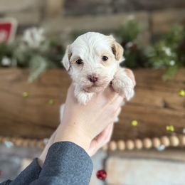 Tootsie - White female Havanese puppy in Reese, Michigan from Windy Hill Havanese