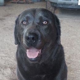 Badger - Dilute Retriever