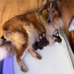TBD - Black white and tan female Collie puppy in Malvern, Arkansas from Lost Acres Collies