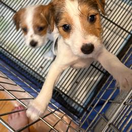 Bronson - Tri-color male Jack Russell Terrier puppy in Wendell, North Carolina from Cedar Grove Jack Russell Terriers