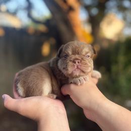 Hazel - Tricolors female French Bulldog puppy in Puyallup, Washington from Sarra's French Bulldogs