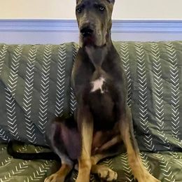 Great Dane Puppies from F&B Kennels