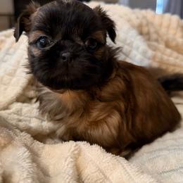 Girl 1 - Red and white female Shih Tzu puppy in Peoria, Arizona from Jodi’s Shihtzus