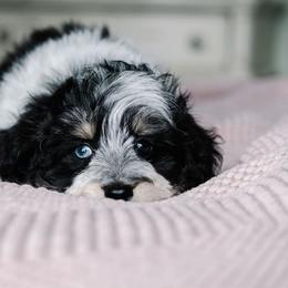 Bordreaux - Parti male Schnoodle puppy in Grove, Oklahoma from Grand Lake Poodles & Doodles
