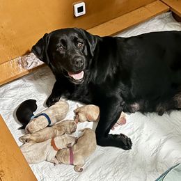 Labrador Retriever puppies from Timber Creek Labradors