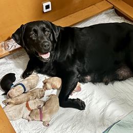 Labrador Retriever puppies from Timber Creek Labradors
