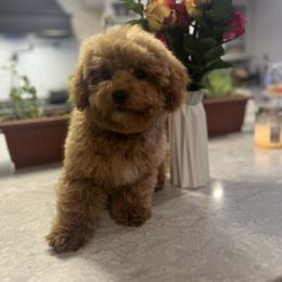 Cavapoochon puppies from Manoka's Honeybee