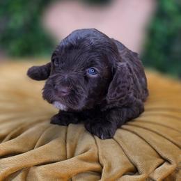 Flower - Phantom female Goldendoodle puppy in Decatur, Tennessee from Diamond's Doodles