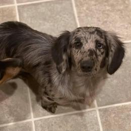 Mojo - Dachshund