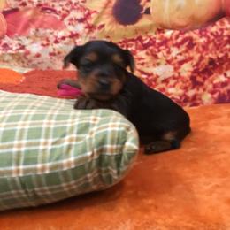 Girl 1 - Black and tan female Yorkshire Terrier puppy in Lincolnton Ga, Georgia from Mary Yorkies in Ga