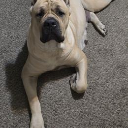 Asha - Cane Corso