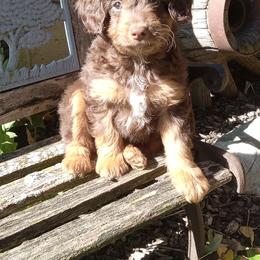 Ian - male Aussiedoodle puppy in Milford, Indiana from Olde Heritage K-9
