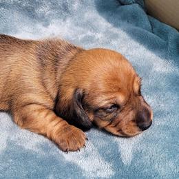 Mishka - Red male Dachshund puppy in Meridian, Idaho from Lucy’s Dachshund Home