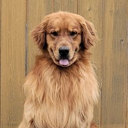 Stirling - Golden Retriever
