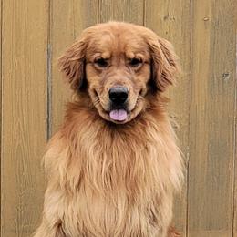 Stirling - Golden Retriever