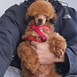 Poodle Puppies from Seattle Sankofa Kennel Club