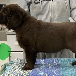 Labrador Retriever Puppies from Ashland Labradors