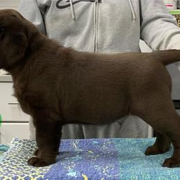 Labrador Retriever Puppies from Ashland Labradors