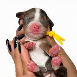 Ezekiel - Merle female Assorted Doodle Crosses puppy in Yuciapa, California from AlltheDoodlez_