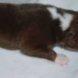 Boy 4 - Red Australian Shepherd puppy in Archer, Florida from GatorHeaven Aussies