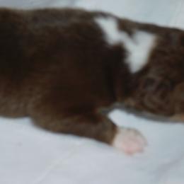 Boy 4 - Red Australian Shepherd puppy in Archer, Florida from GatorHeaven Aussies
