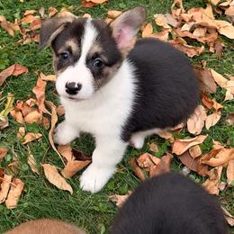 Winnie - Black and tan female Pembroke Welsh Corgi puppy in Northwood, Iowa from Sorrel Sands Corgis