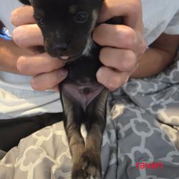 Raven - Black and tan male Chihuahua puppy in Bethlehem, Pennsylvania from Steel City Exotics