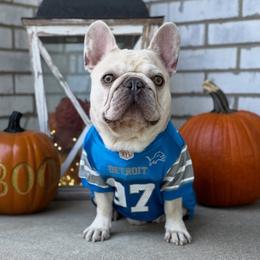 Charlie - French Bulldog