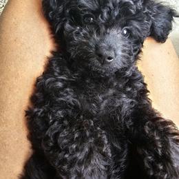 Goldendoodle Puppies from We R Mini Doodles