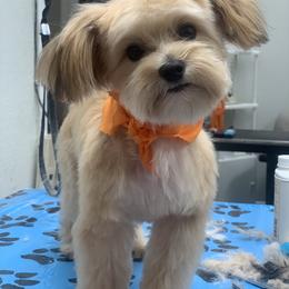 Cavapoo, Goldendoodle, Morkie, and Shihpoo All Grown Up from Jenny La Bone