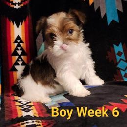 Boy 1 - Chocolate, tan and white male Yorkshire Terrier puppy in Adams, North Dakota from Mathiasons Little Barkers