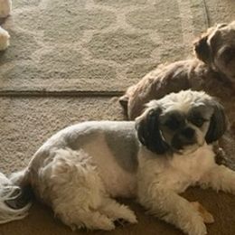 Shih Tzus from Jeanniebelle’s Sweet Shih Tzus