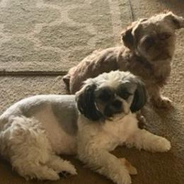 Shih Tzus from Jeanniebelle’s Sweet Shih Tzus