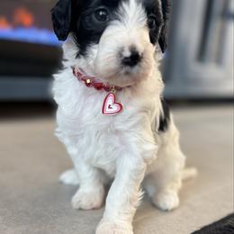 Darling - Black and white female Aussiedoodle puppy in Arizona from Coats of Many Colors LLC