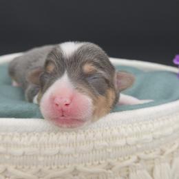 Skye(Sugar) - Blue female Pembroke Welsh Corgi puppy in Dickeyville, Wisconsin from J&R Shepherds & Corgis