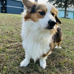 Bob - American Corgi